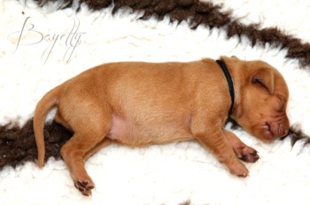  krátkosrstý-maďar-maďarský-ohař-Magyar-Vizsla 