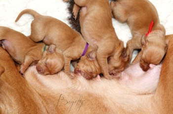  krátkosrstý-maďar-maďarský-ohař-Magyar-Vizsla 