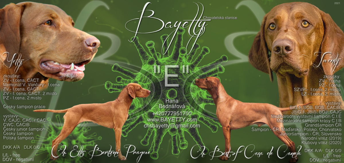 Bayetty-madarský-ohařkrátkosrstý-maďar-vizsla-MOK