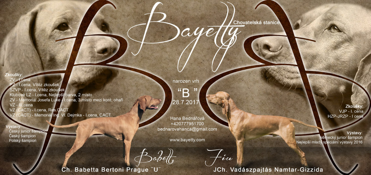 Bayetty_vrh_B_stenata_madarsky_ohar_kratkosrsty_Praha_MOK