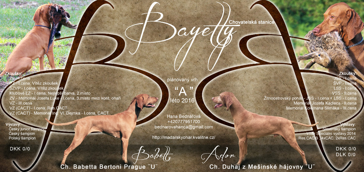 Bayetty_vrh_A_stenata_madarsky_ohar_kratkosrsty_Praha_MOK