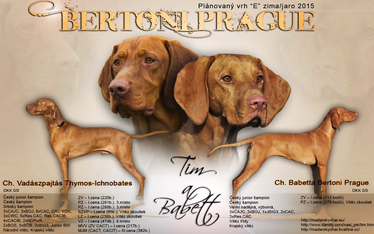 Bertoniny_Prague_vrh_E_stenata_madarsky_ohar_kratkosrsty_Praha_MOK