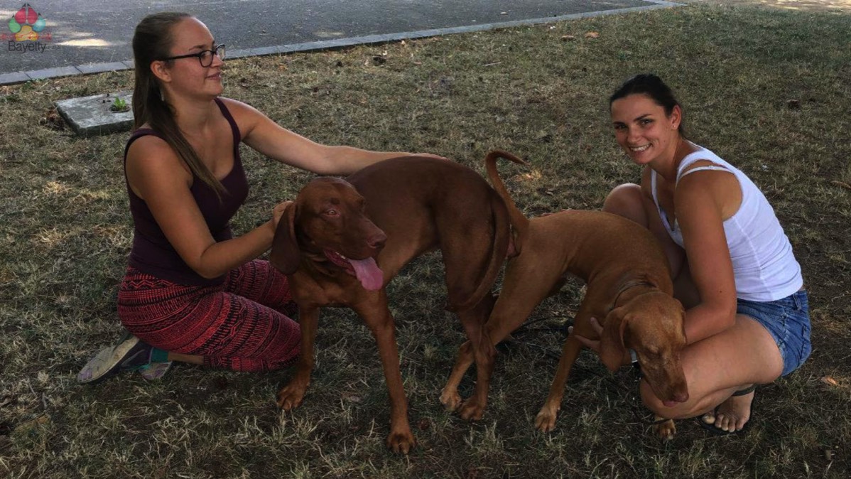 Babetta_Bertoni_Prague_Bayetty_MOK_Vizsla_stenata