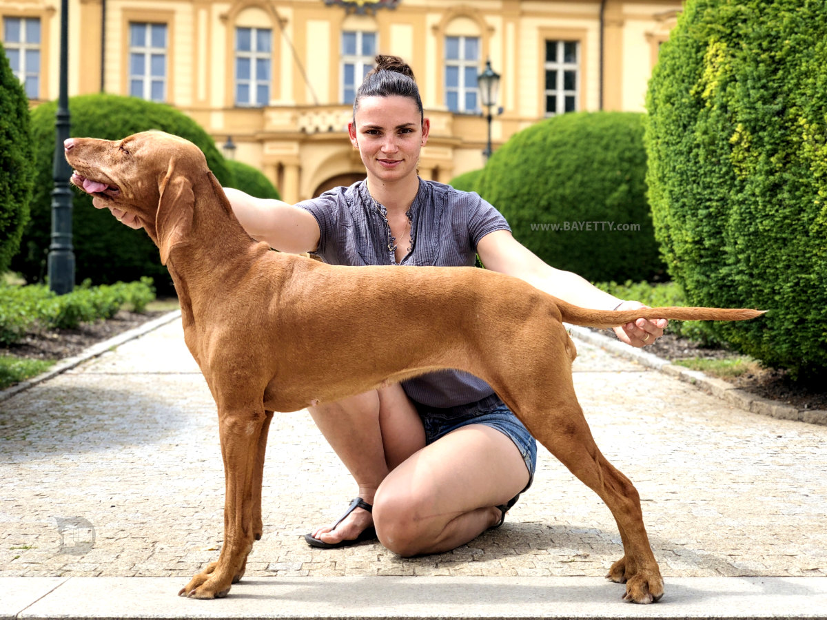 B Bayetty_MOK_Madarsky_ohar_kratkosrsty_Praha_dog_puppy   Bayetty_MOK_Madarsky_ohar_kratkosrsty_Praha_štěňata