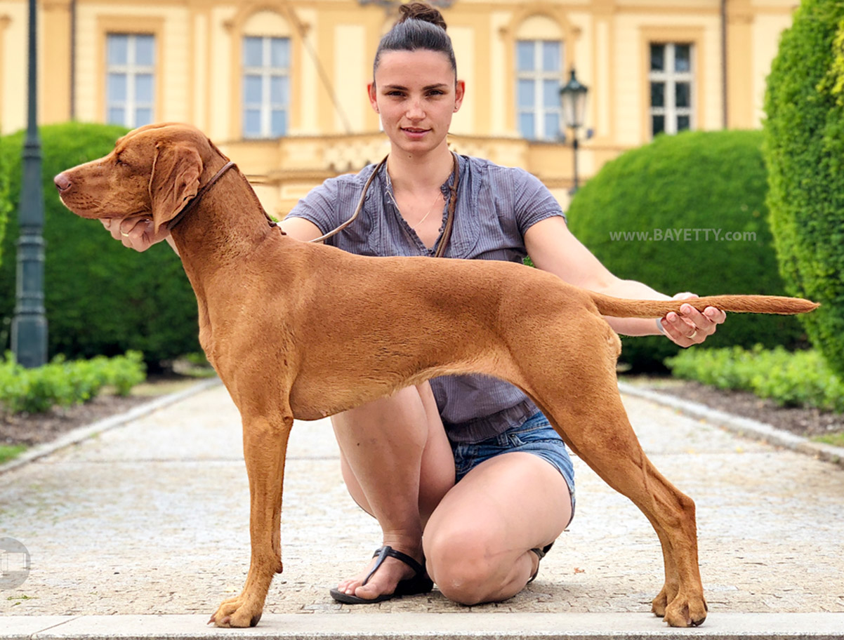 Bayetty_MOK_Madarsky_ohar_kratkosrsty_Praha_štěňata   Madarsky_ohar_kratkosrsty_Chs_Bayetty