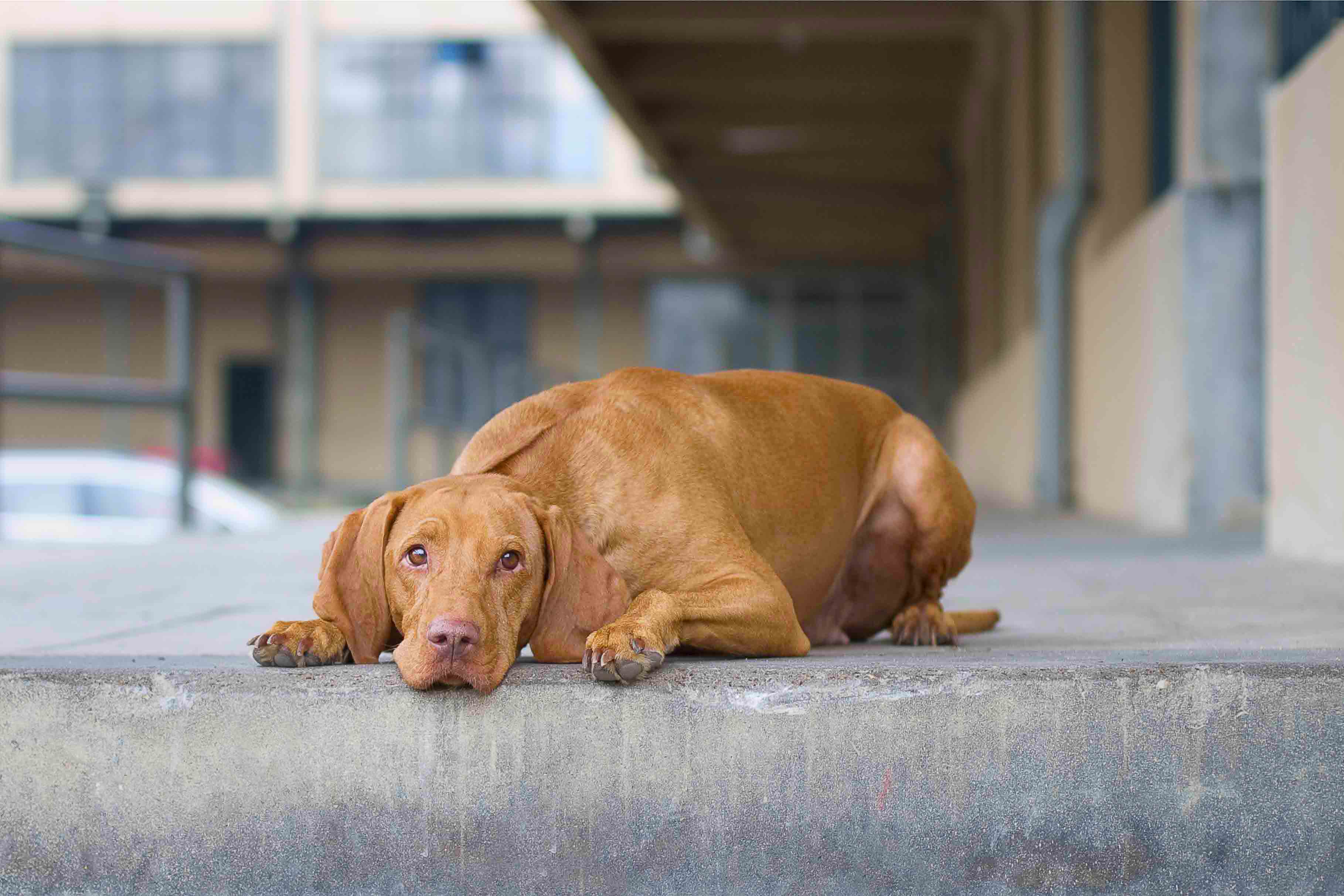 Bayetty_MOK_Madarsky_ohar_kratkosrsty_Praha_štěňata    Bayetty_MOK_Madarsky_ohar_kratkosrsty_Praha_dog_puppy