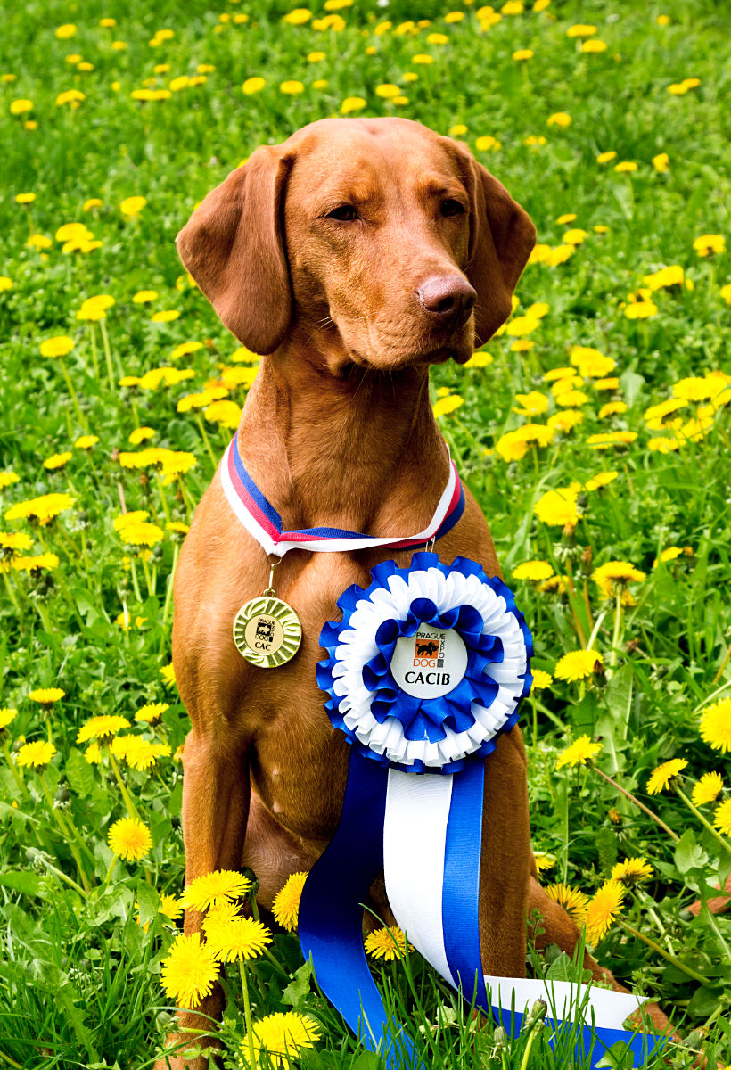 Bayetty-MOK-Madarsky-ohar-kratkosrsty-Praha-Yetty   Bayetty-MOK-Madarsky-ohar-kratkosrsty-Praha-dog-puppy