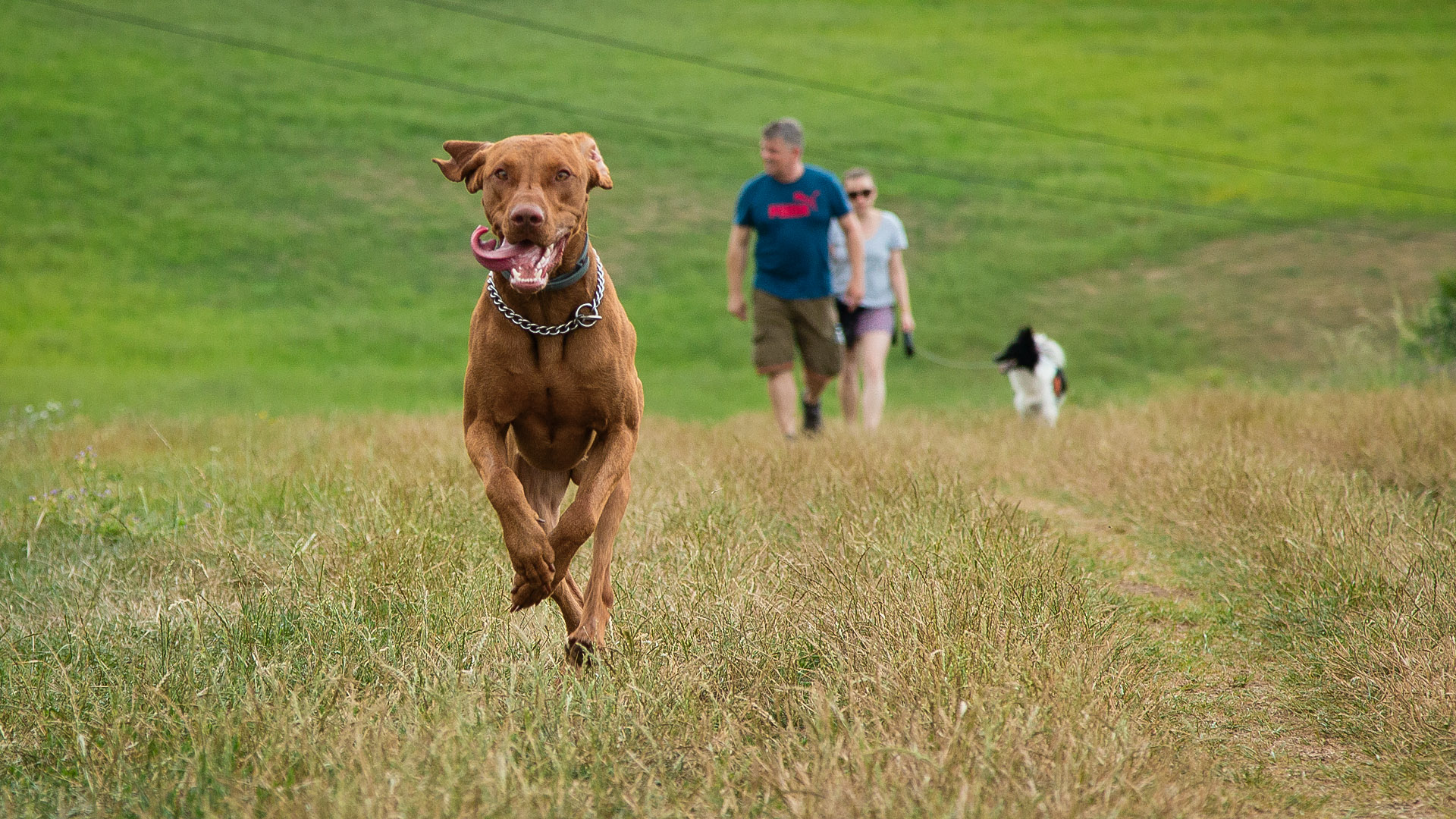 Bayetty_MOK_Madarsky_ohar_kratkosrsty_Praha_štěňata   Bayetty_MOK_Madarsky_ohar_kratkosrsty_Praha_dog_puppy