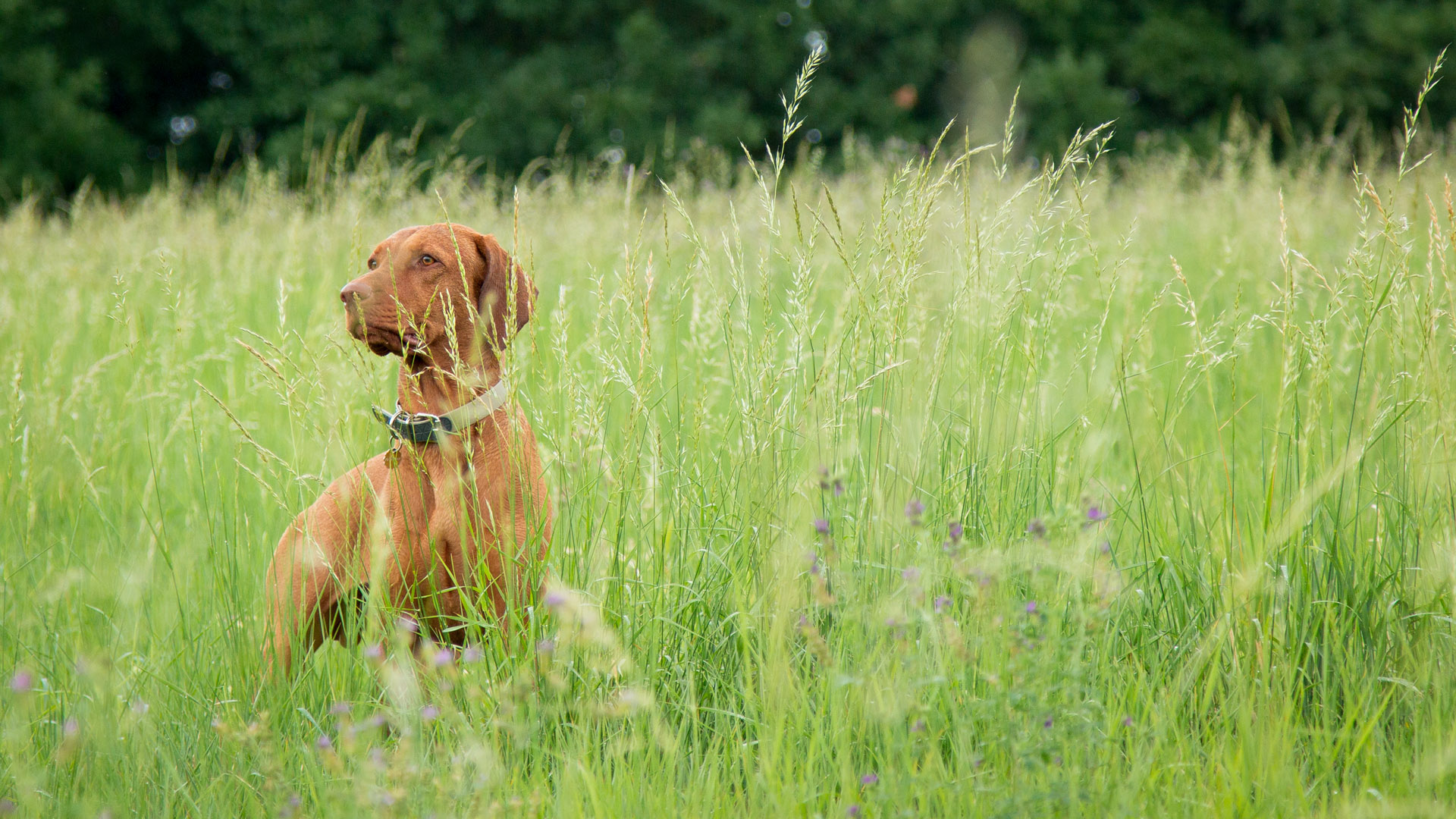 Bayetty_MOK_Madarsky_ohar_kratkosrsty_Praha_dog_puppy_CHS   Bayetty_CHS_MOK_Madarsky_ohar_kratkosrsty_Praha_štěňata