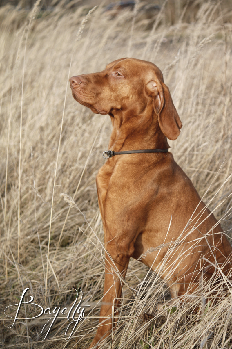 Bayetty-štěňata-madarský-ohař-krátkosrstý-Praha-MG_4902   Bayetty-štěňata-madarský-ohař-krátkosrstý-Praha-MG_4902