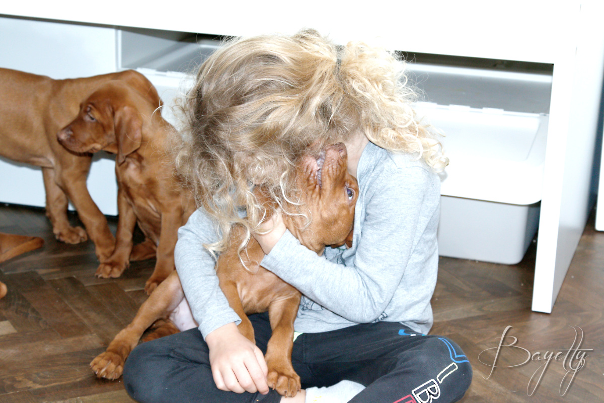 Ládík-Bayetty-štěňata-madarský-ohař-krátkosrstý-Praha-MG-4255   Ládík-Bayetty-štěňata-madarský-ohař-krátkosrstý-Praha-MG-4255