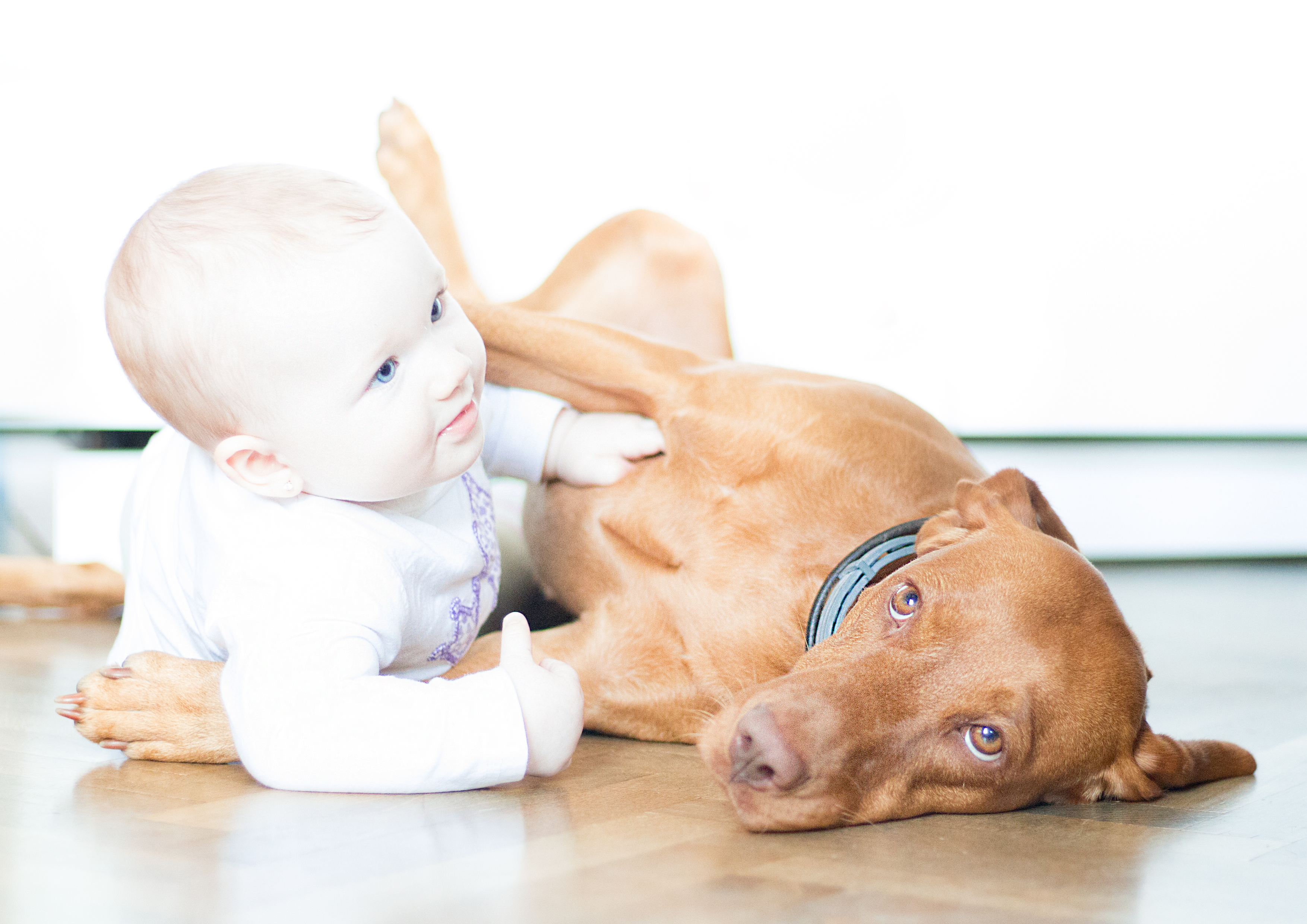 štěně_madarsky_ohar_Bayetty_Praha   štěně_madarsky_ohar_Bayetty_Praha