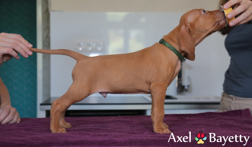  Axel 