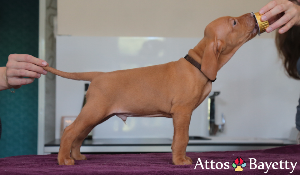  Attos 