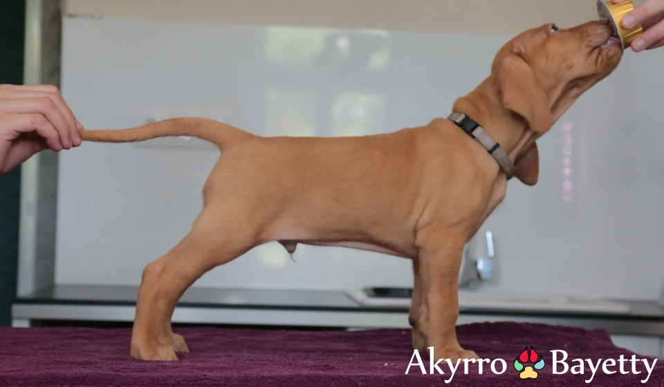  Akyrro 
