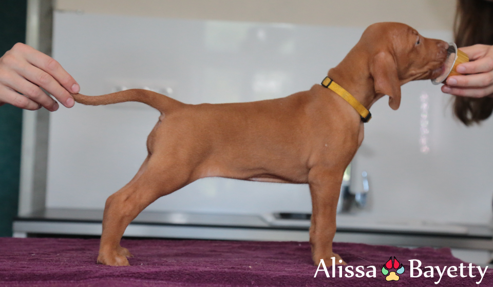  Alissa 