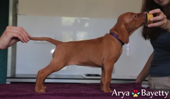  Arya 