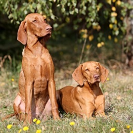 Edmond BP - Bartík a Etta BP - Yetty.jpg